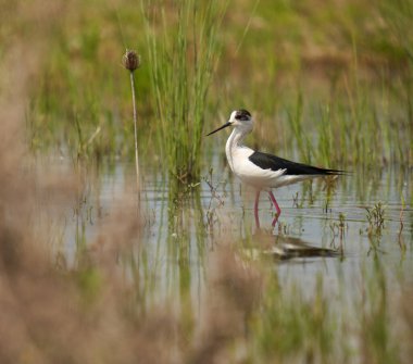Kara kanatlı stilt, Himantopus himantopus, su basmış bir bataklıkta küçük su canlılarıyla beslenen bir kuş.