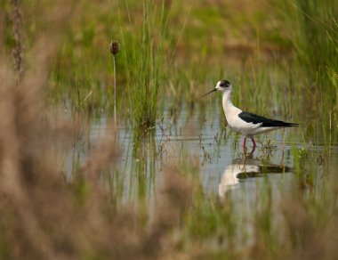 Kara kanatlı stilt, Himantopus himantopus, su basmış bir bataklıkta küçük su canlılarıyla beslenen bir kuş.