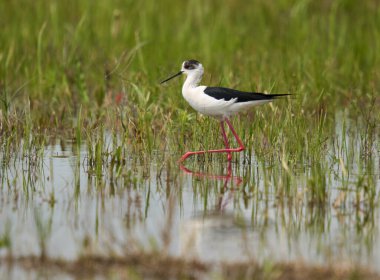Kara kanatlı stilt, Himantopus himantopus, su basmış bir bataklıkta küçük su canlılarıyla beslenen bir kuş.