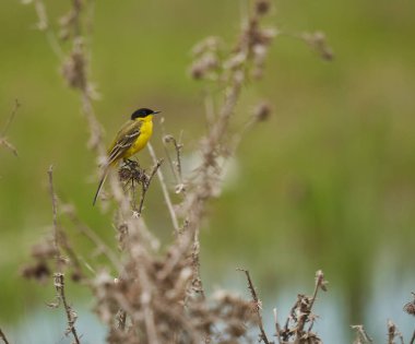 Siyah başlı, sarı kuyruklu, Motacilla Flava Feldegg, bir buğday tarlasının altında.