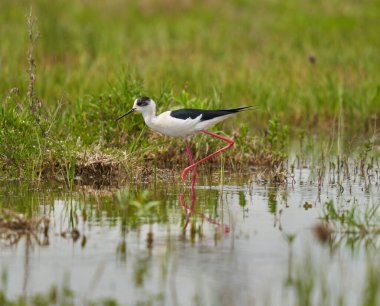 Kara kanatlı stilt, Himantopus himantopus, su basmış bir bataklıkta küçük su canlılarıyla beslenen bir kuş.