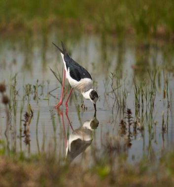 Kara kanatlı stilt, Himantopus himantopus, su basmış bir bataklıkta küçük su canlılarıyla beslenen bir kuş.