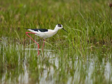 Kara kanatlı stilt, Himantopus himantopus, su basmış bir bataklıkta küçük su canlılarıyla beslenen bir kuş.