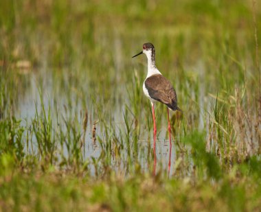 Kara kanatlı stilt, Himantopus himantopus, su basmış bir bataklıkta küçük su canlılarıyla beslenen bir kuş.