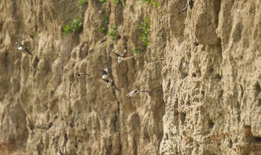 Sand Martin, Riparia Riparia, bir çamur bankasındaki koloni.
