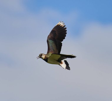 Kuzey kanatlı kuş, Vanellus Vanellus, uçuyor.