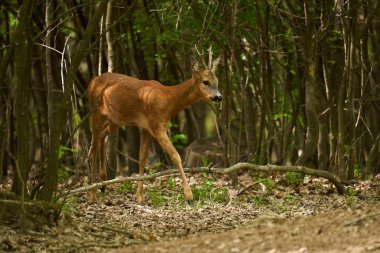 Roebuck, Capreolus Capreolus, yazlık kürklü meşe ormanında