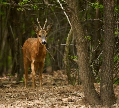 Roebuck, Capreolus Capreolus, yazlık kürklü meşe ormanında