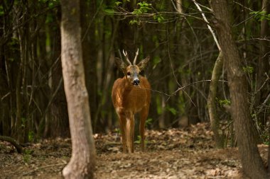 Tedbirli Roebuck, Capreolus Capreolus, bir meşe ormanında, güvenlik arıyor.
