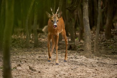 Roebuck, Capreolus Capreolus, yazlık kürklü meşe ormanında