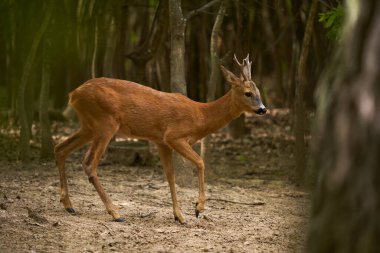 Roebuck, Capreolus Capreolus, yazlık kürklü meşe ormanında