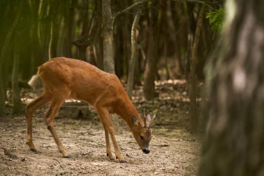 Roebuck, Capreolus Capreolus, yazlık kürklü meşe ormanında