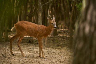 Roebuck, Capreolus Capreolus, yazlık kürklü meşe ormanında