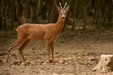 Roebuck, Capreolus Capreolus, yazlık kürklü meşe ormanında