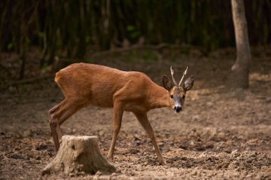 Tedbirli Roebuck, Capreolus Capreolus, bir meşe ormanında, güvenlik arıyor.