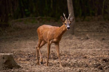 Tedbirli Roebuck, Capreolus Capreolus, bir meşe ormanında, güvenlik arıyor.