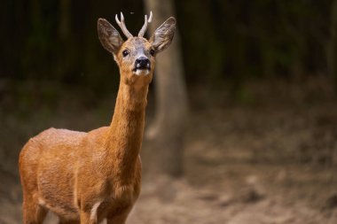 Yırtıcılar için havayı koklayan meşe ormanlarında, Capreolus Capreolus 'un yakın çekimi.