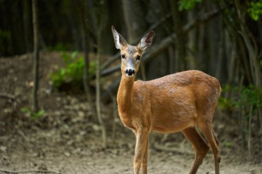 Hamilelik yumurtası geyiği, Capreolus Capreolus, ormanın kenarında.