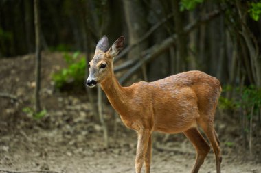 Hamilelik yumurtası geyiği, Capreolus Capreolus, ormanın kenarında.