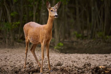 Hamilelik yumurtası geyiği, Capreolus Capreolus, ormanın kenarında.