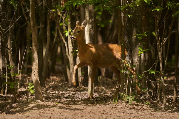 怀孕的鹿角 在森林的边缘 — 图库照片
