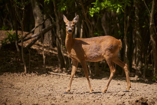 森の端に妊娠中のカプレオラス カプレオラス — ストック写真