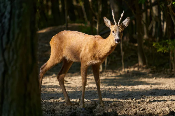 Roebuck Capreolus Capreolus Een Eikenbos Met Zomerbontjas — Stockfoto