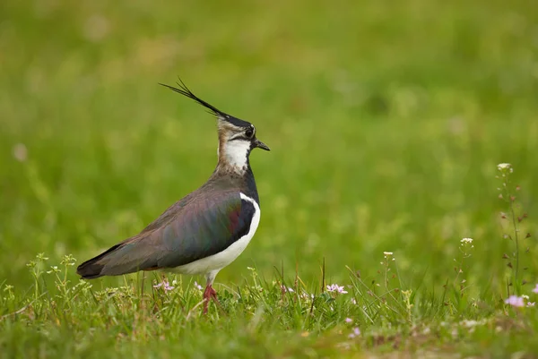Portrait of a northern lapwing bird in grass