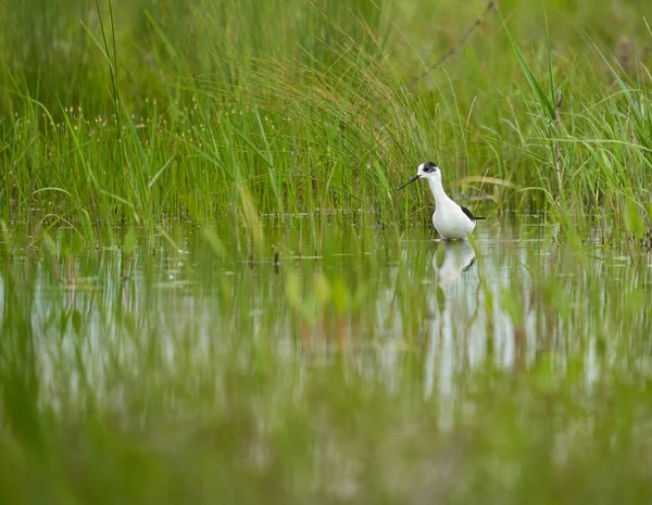 Black Winged Stilt Himantopus Himantopus Wading Bird Feeding Tiny Water — Stock Photo, Image