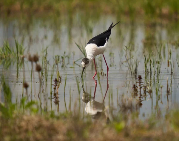 Black Winged Stilt Himantopus Himantopus Wading Bird Feeding Tiny Water — Stock Photo, Image