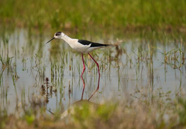 黑翼的石阶 喜马多普斯 一只涉水的鸟 在洪水泛滥的沼泽中以微小的水生物为食 — 图库照片