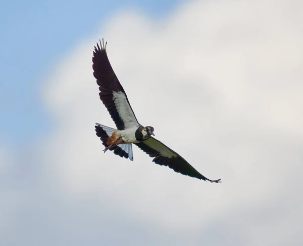 Kuzey Kanatlı Kuş Vanellus Vanellus Uçuyor — Stok fotoğraf