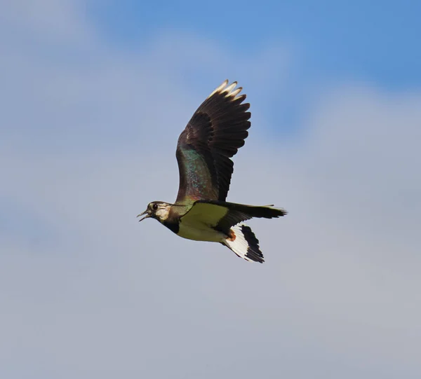 Pták Severní Vanellus Vanellus Letu — Stock fotografie