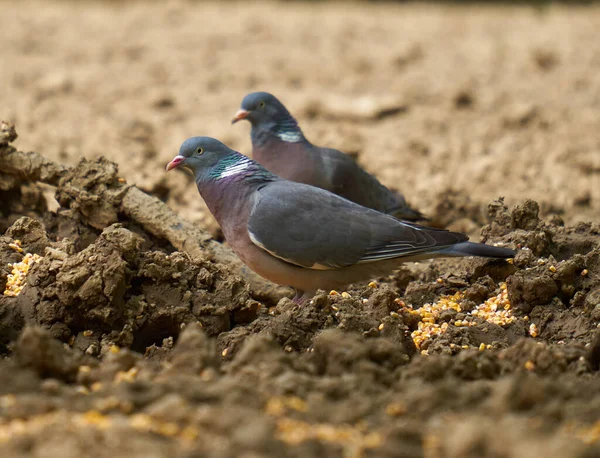 Pigeons Des Bois Cherchant Nourriture Sur Sol Forestier — Photo