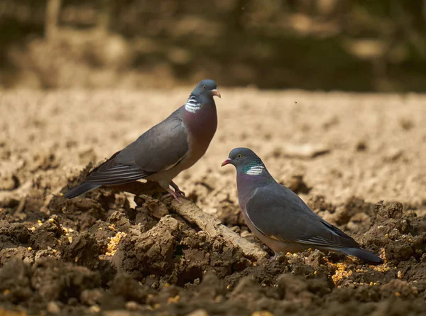 Pigeons Des Bois Cherchant Nourriture Sur Sol Forestier — Photo