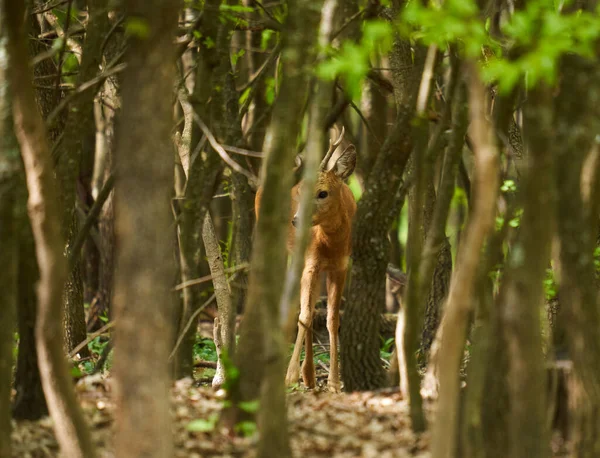 カプレオラス カプレオラス オークの森の中で安全を探している — ストック写真
