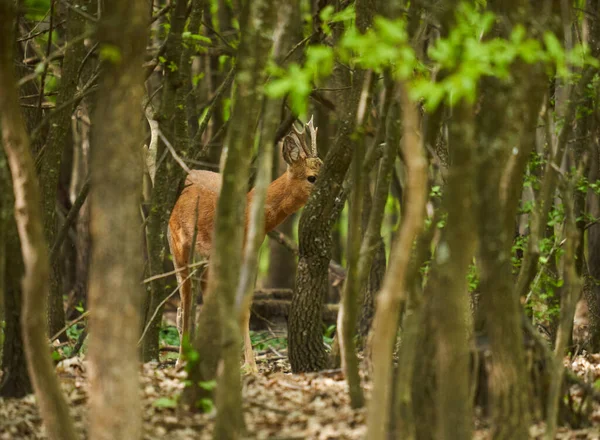 カプレオラス カプレオラス オークの森の中で安全を探している — ストック写真