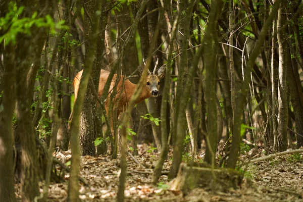 카프리 카프리 루스는 숲에서 — 스톡 사진