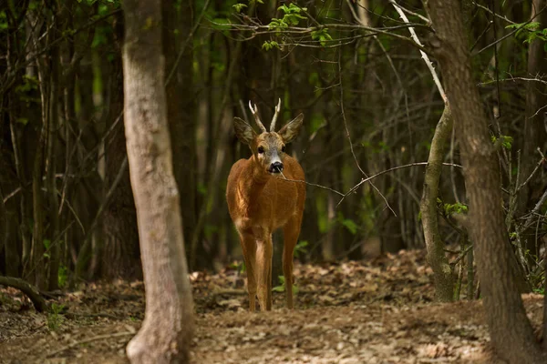 Cautious Roebuck Capreolus Capreolus Oak Forest Looking Safety — Stock Photo, Image