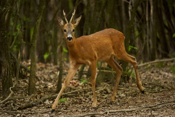 Cautious Roebuck Capreolus Capreolus Oak Forest Looking Safety — Stock Photo, Image