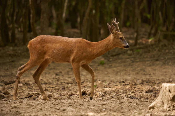 Rehbock Capreolus Capreolus Einem Eichenwald Mit Sommerfell — Stockfoto