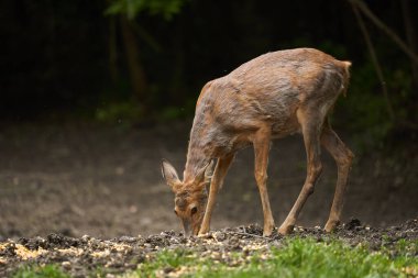 Hamilelik yumurtası geyiği (capreolus capreolus) ormanın kenarında
