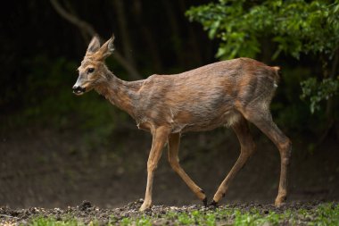Hamilelik yumurtası geyiği (capreolus capreolus) ormanın kenarında