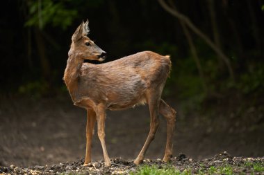 Hamilelik yumurtası geyiği (capreolus capreolus) ormanın kenarında