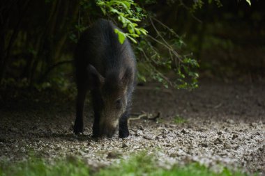 Gün batımından sonra ormanda büyük, vahşi bir domuz.