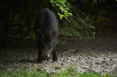 Gün batımından sonra ormanda büyük, vahşi bir domuz.