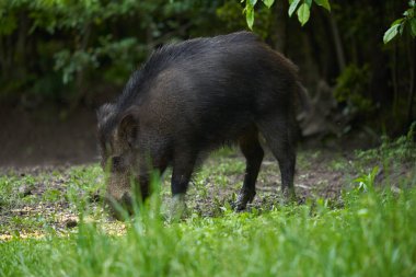 Gün batımından sonra ormanda büyük, vahşi bir domuz.