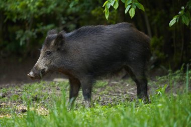 Gün batımından sonra ormanda büyük, vahşi bir domuz.