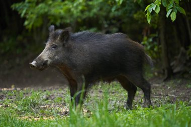 Gün batımından sonra ormanda büyük, vahşi bir domuz.