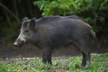 Gün batımından sonra ormanda büyük, vahşi bir domuz.